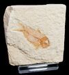 Cute Armigatus Fossil Fish - Lebanon #11500-1